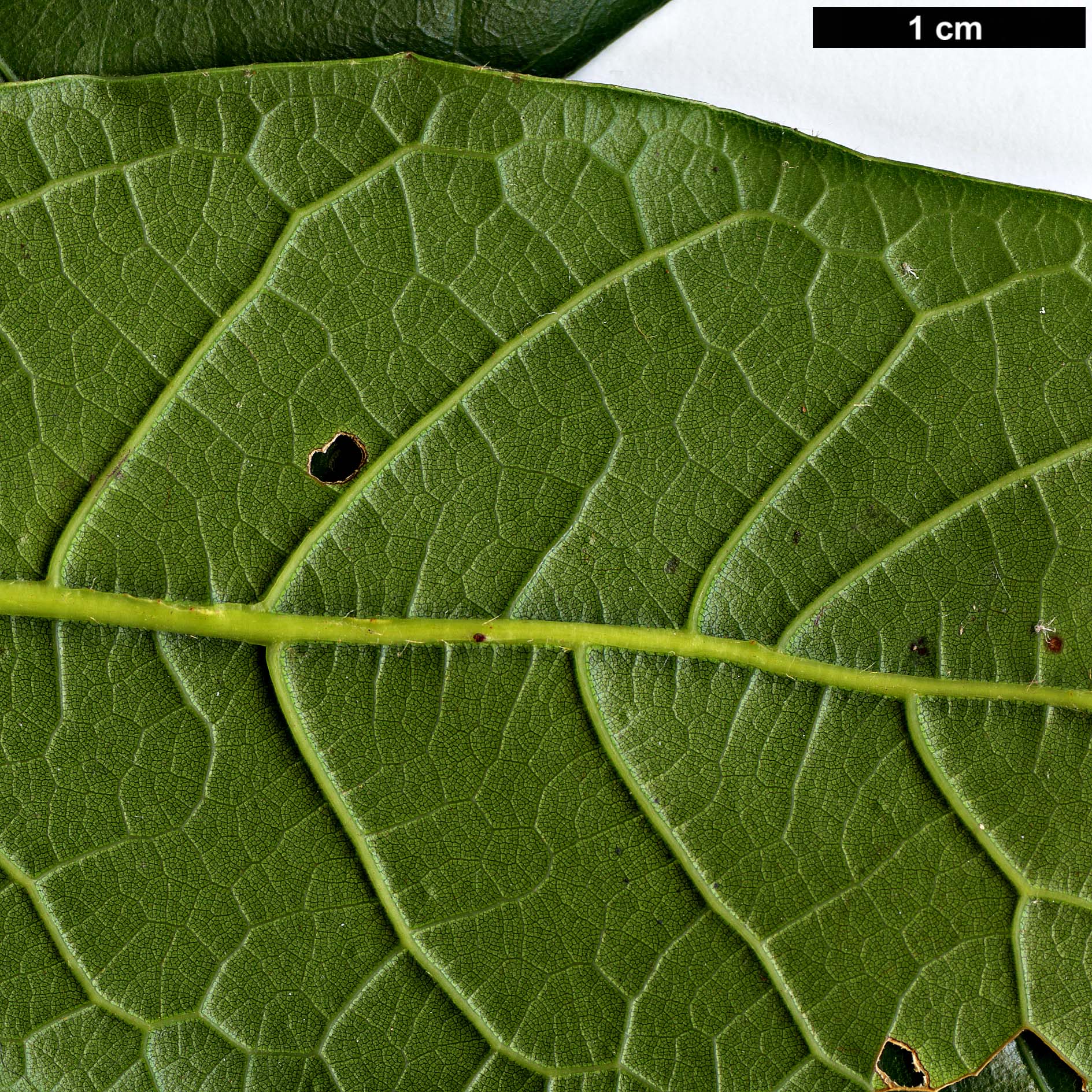 High resolution image: Family: Fagaceae - Genus: Quercus - Taxon: copeyensis